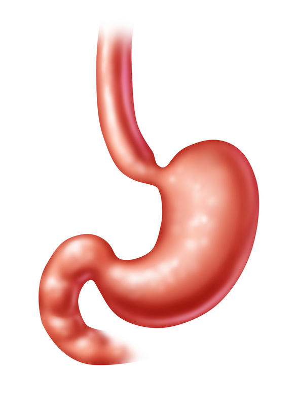 Stomach